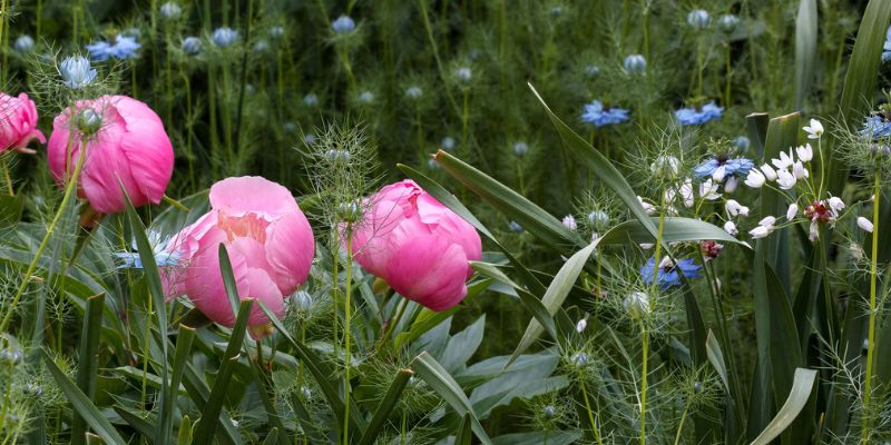 peonies and alliums