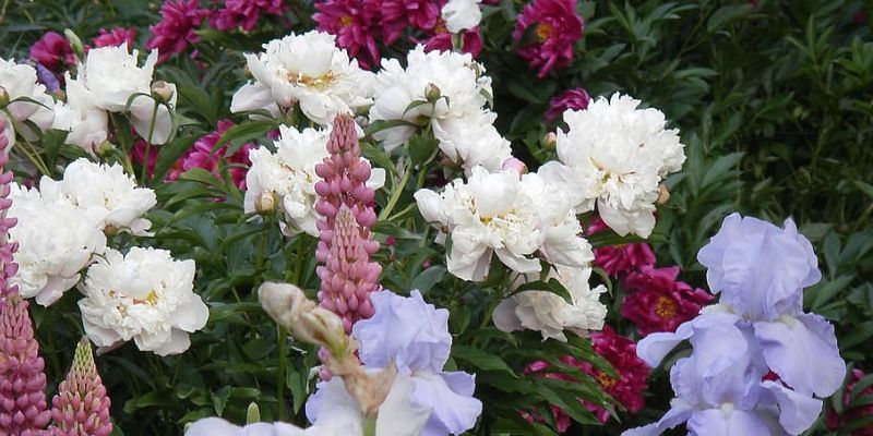 peony, iris, and lupine