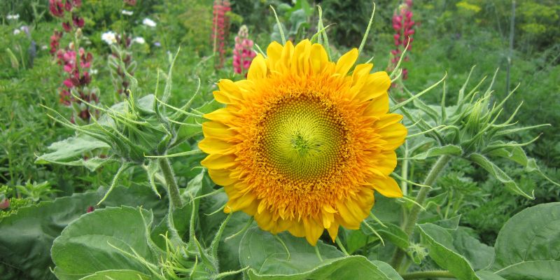 sunflower and lupine