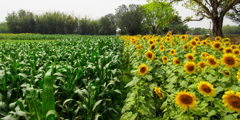 sunflowers and corn as Companion Plants