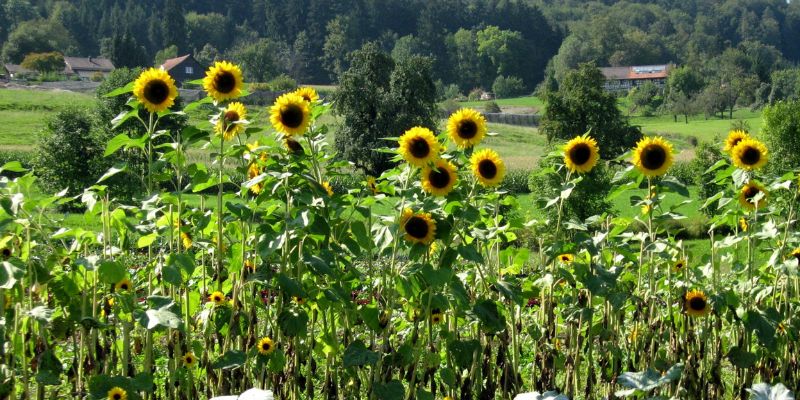 sunflowers and squash