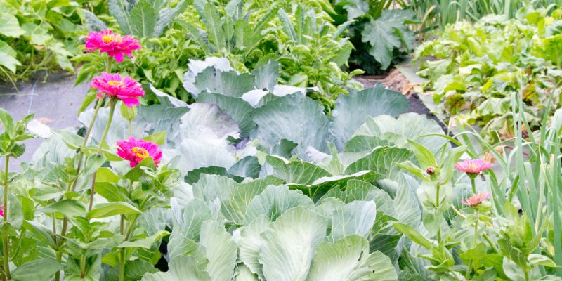zinnia and brassicas