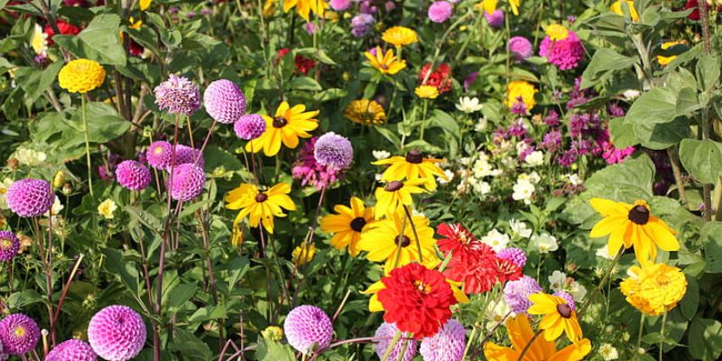 zinnia and coneflowers