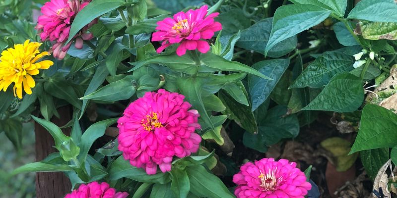 zinnia and pepper plants
