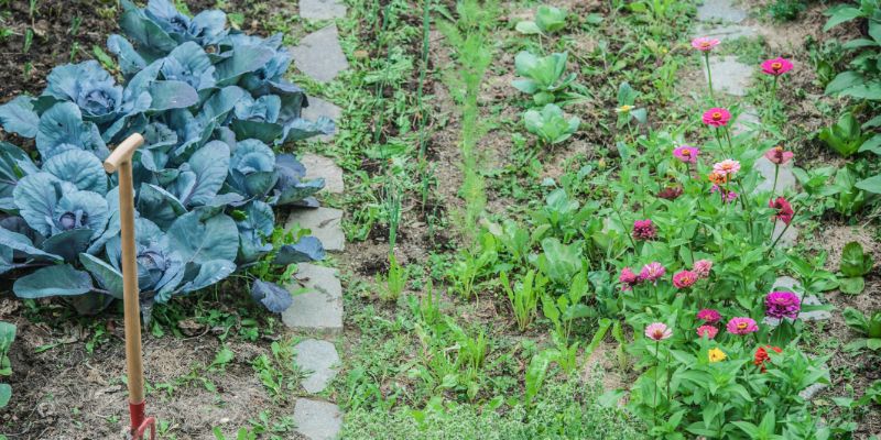 zinnia growing in vegetable garden
