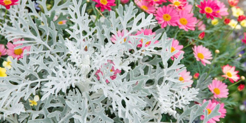 zinnia with dusty miller