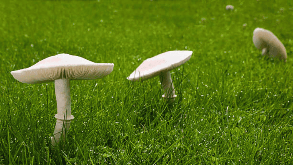 To Get Rid Of Mushrooms in Lawns