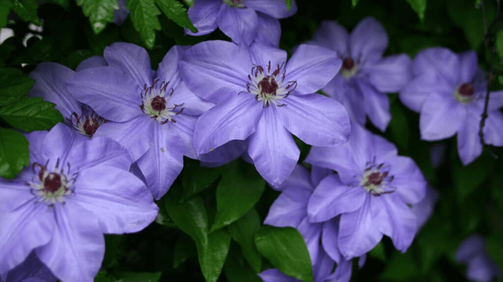 clematis companion plants