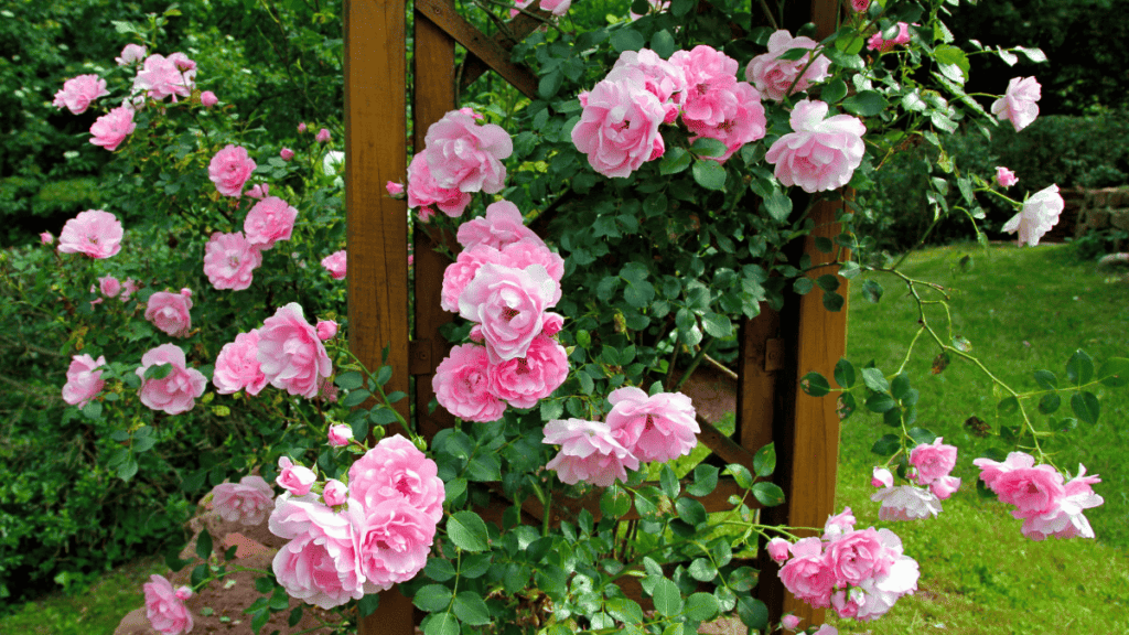 climbing roses clematis companion