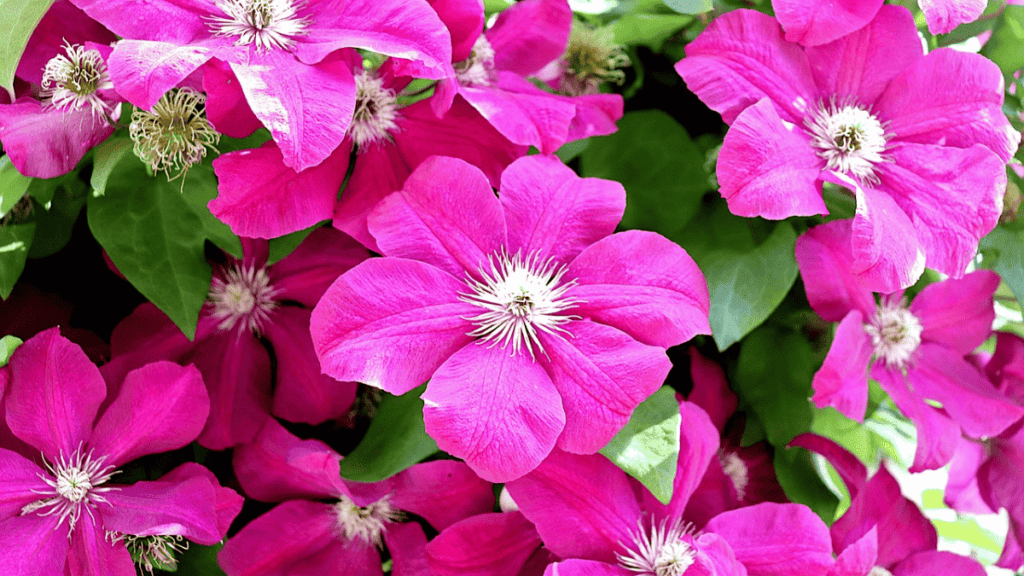 companion plants for clematis