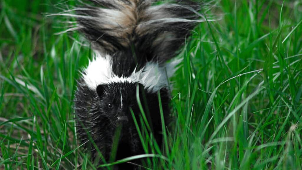 where do skunks live