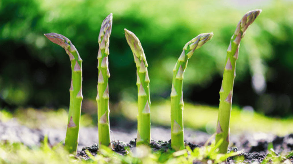 asparagus companion plants