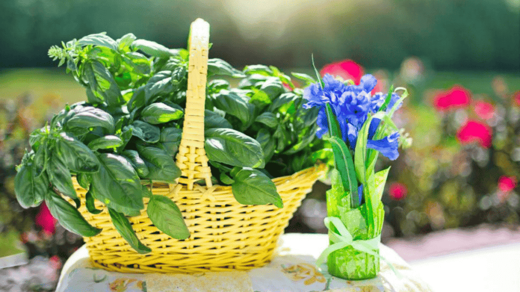 basil companion planting