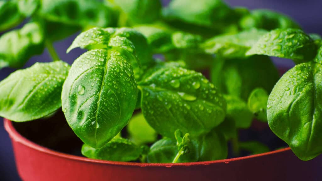 basil companion plants