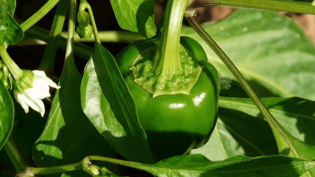 bell pepper companion plants
