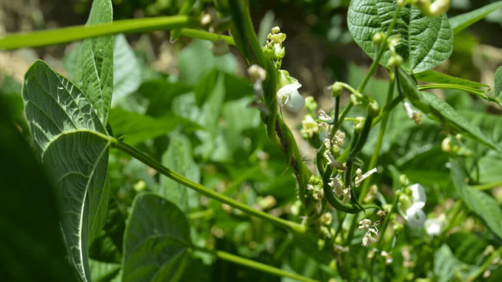 best companion plants for beans
