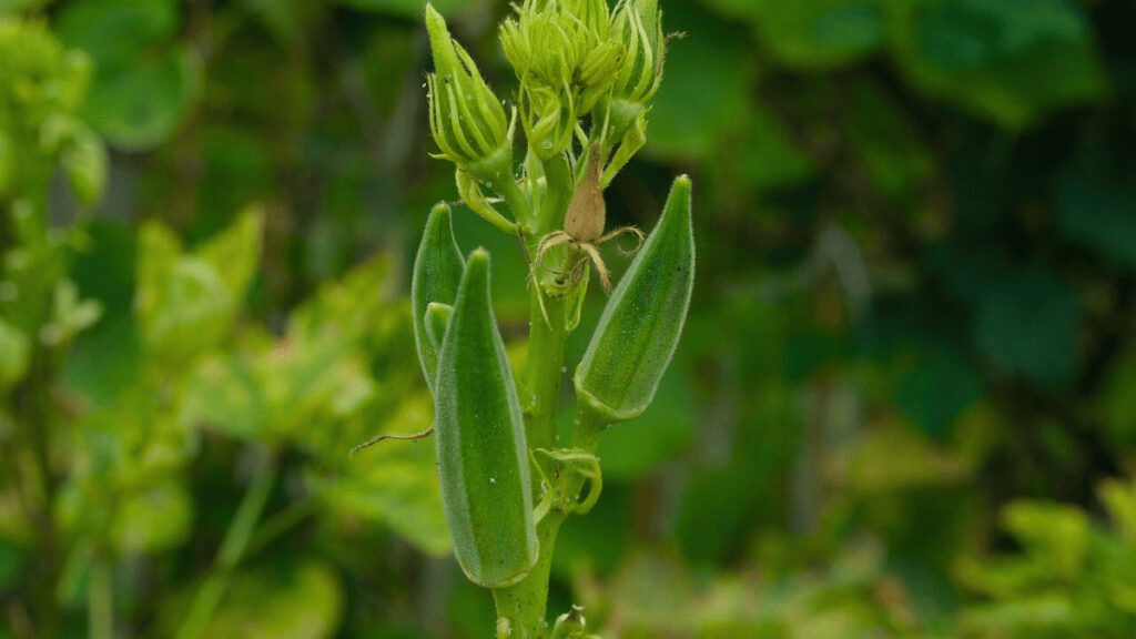 best okra companion plants