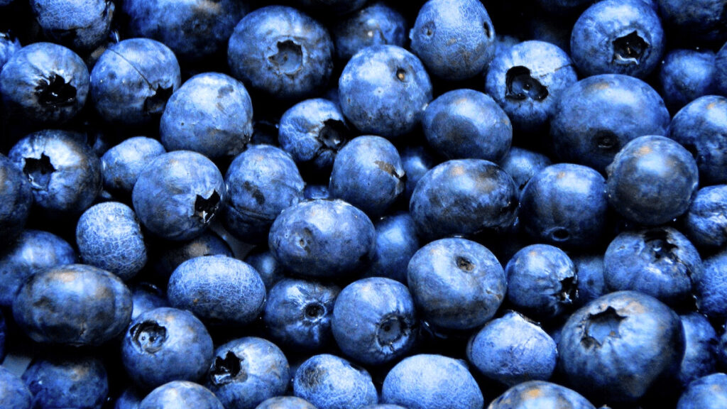 blueberry companion planting
