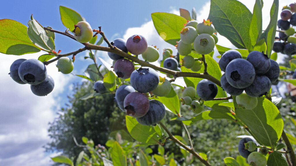 blueberry companion plants
