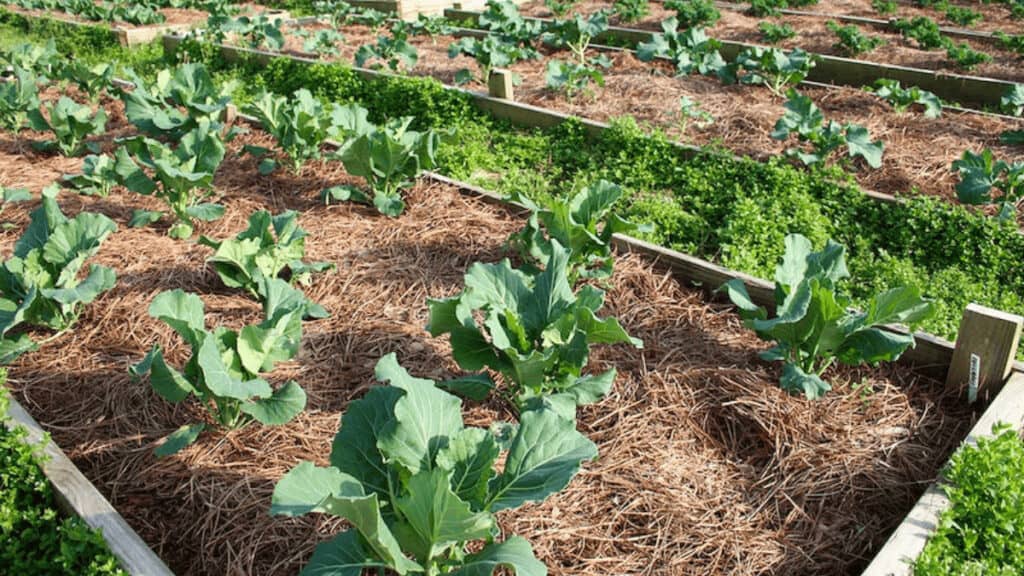 broccoli companion planting