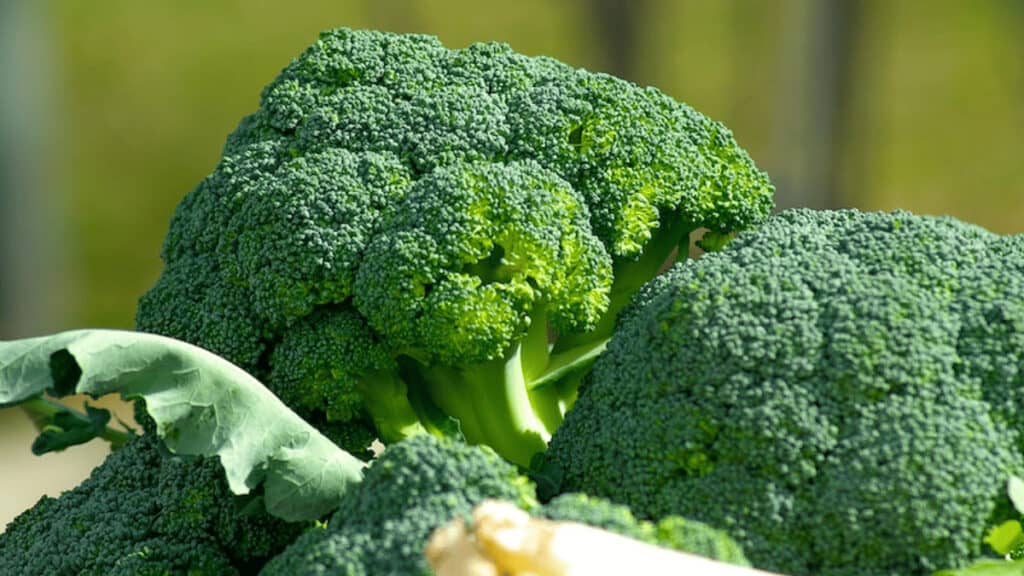 broccoli companion plants