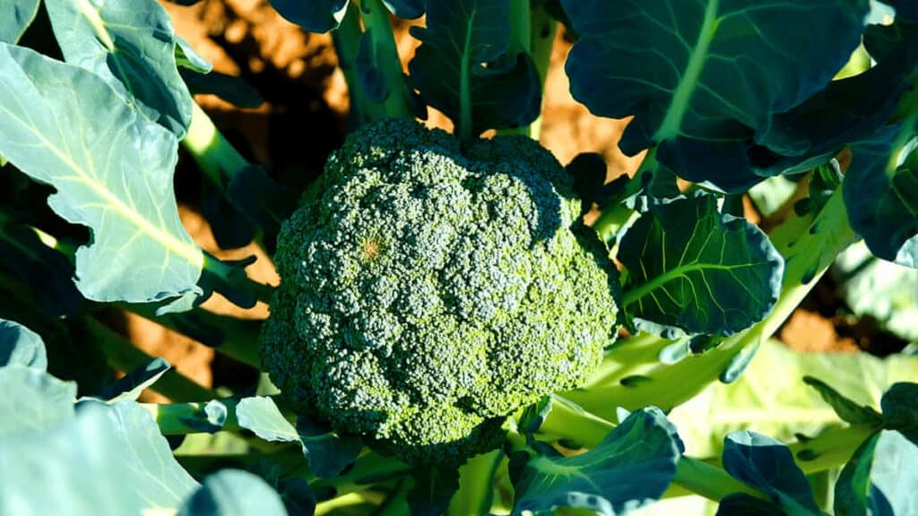 broccoli plants