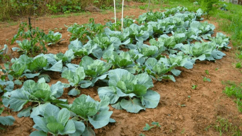 cabbage companion planting