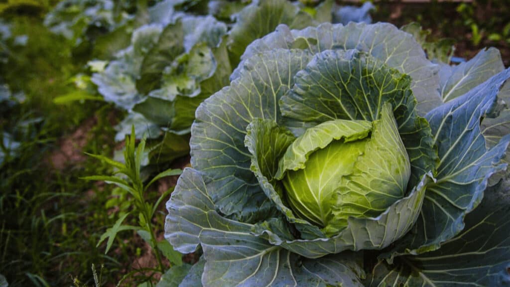 cabbage companion plants