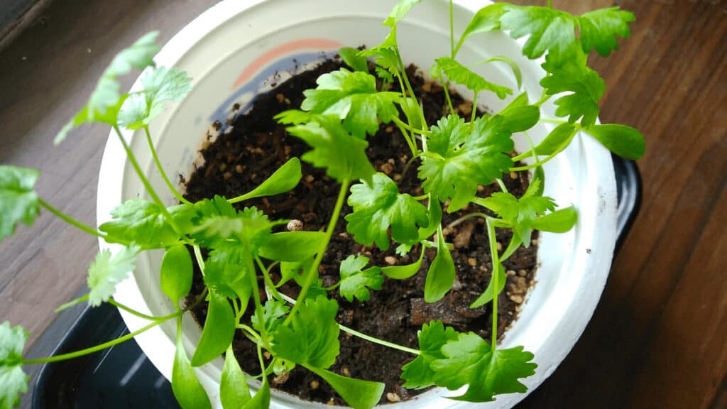 cilantro companion planting