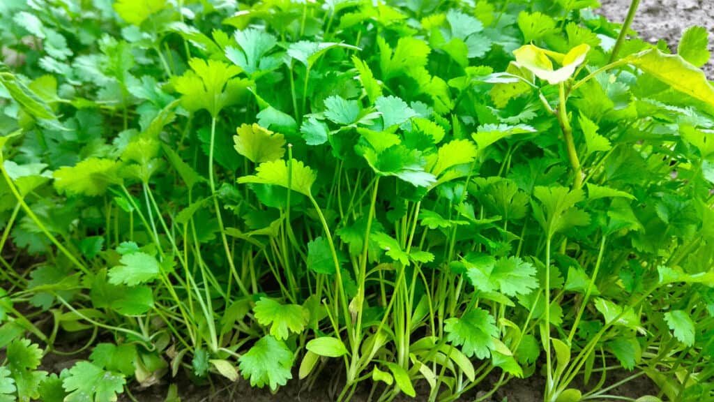 cilantro companion plants