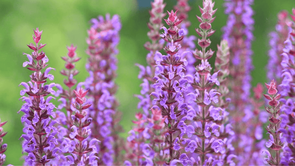 companion plants for sage