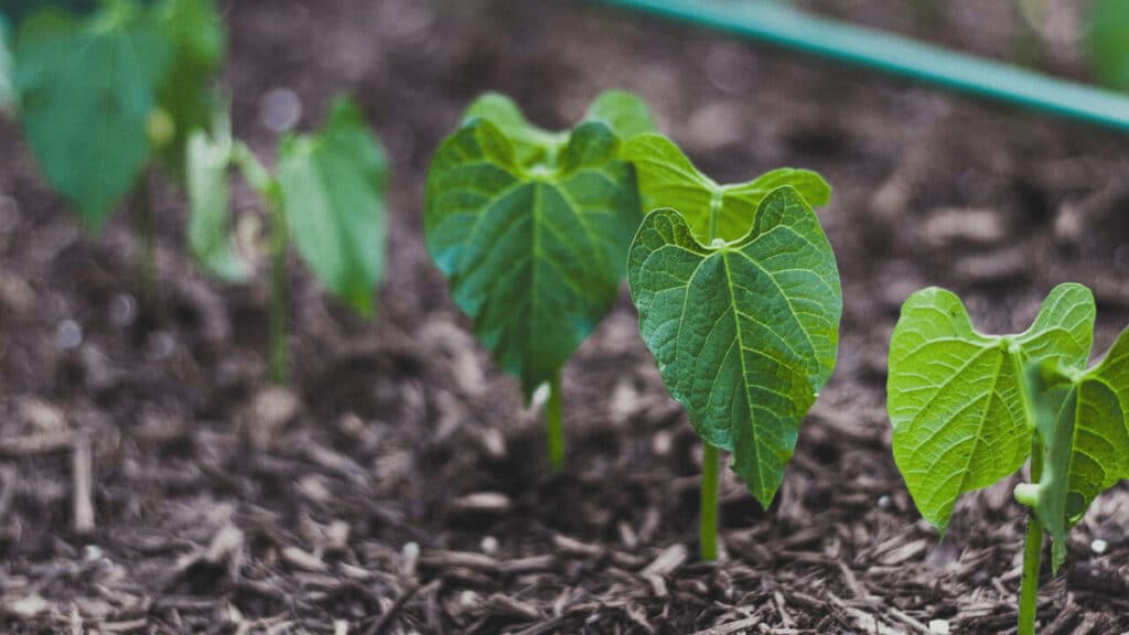 science of companion planting for beans