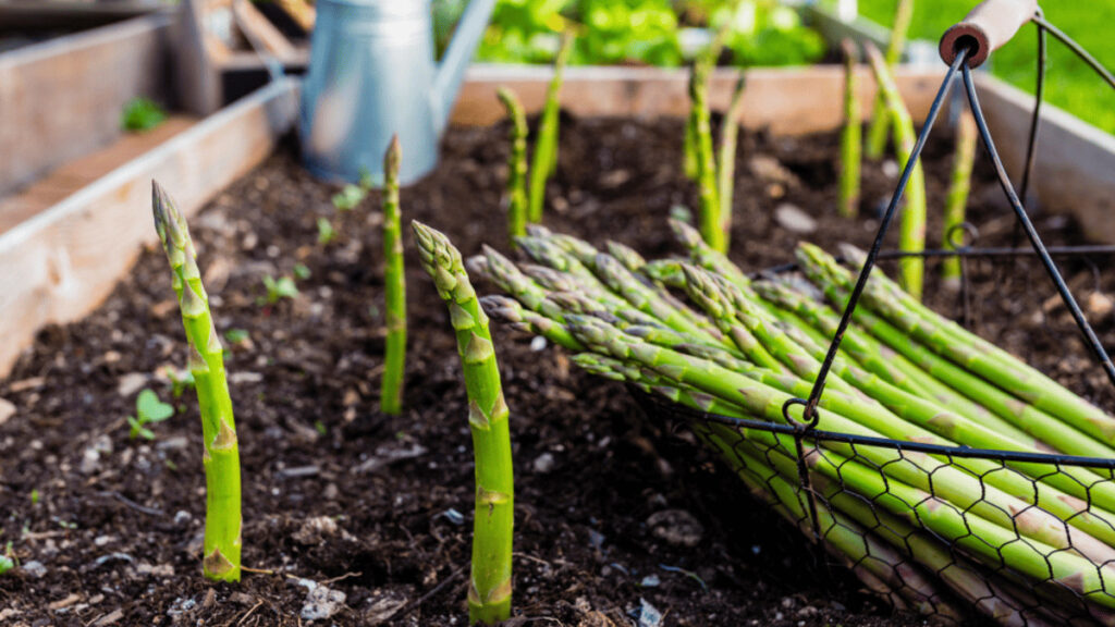companion planting for asparagus