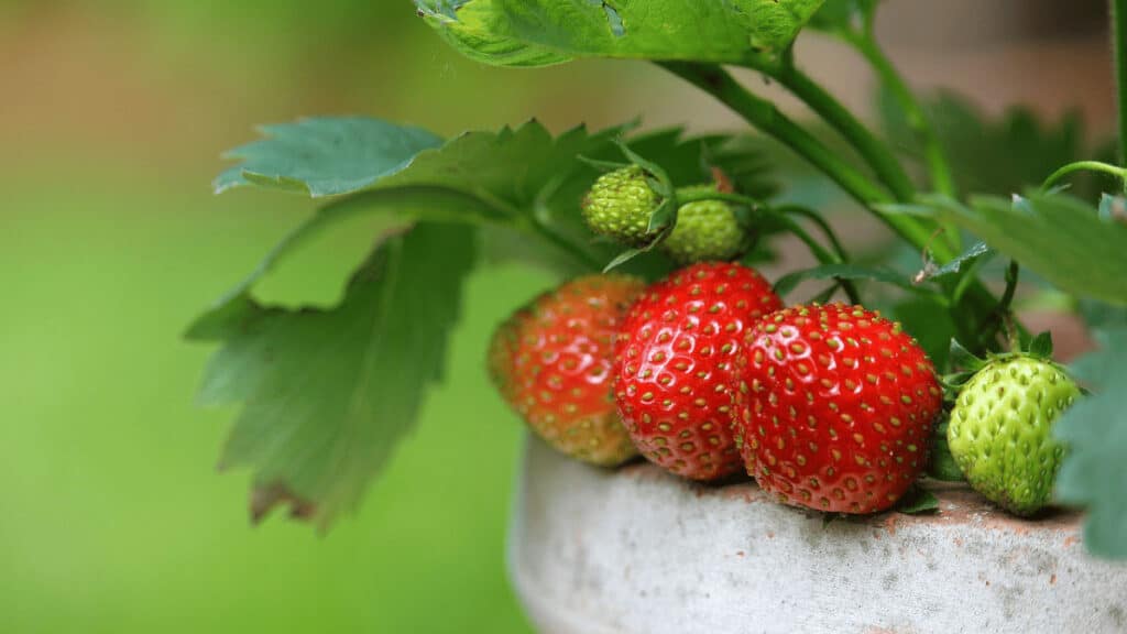 companion planting for strawberries and herbs