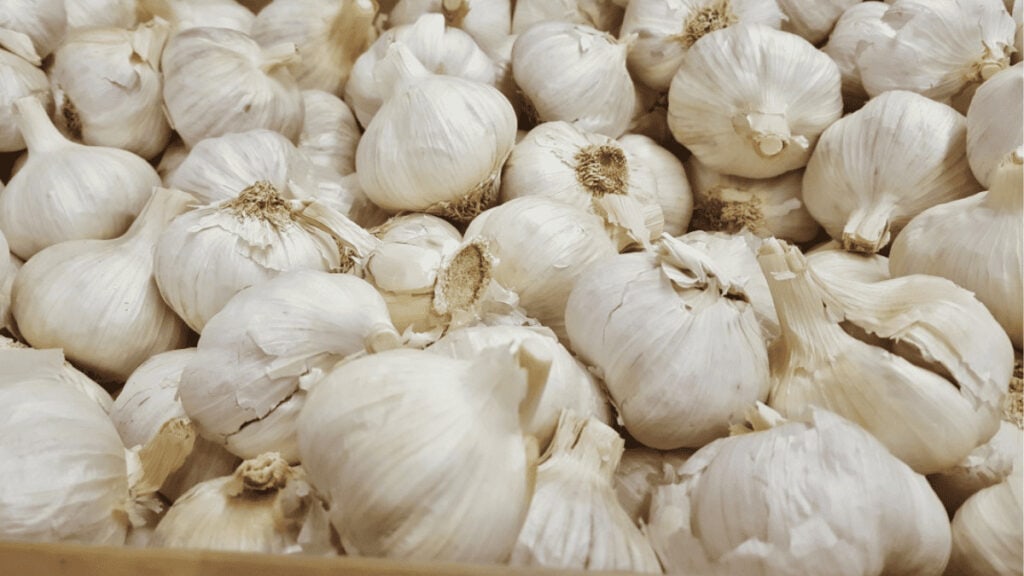 companion planting garlic