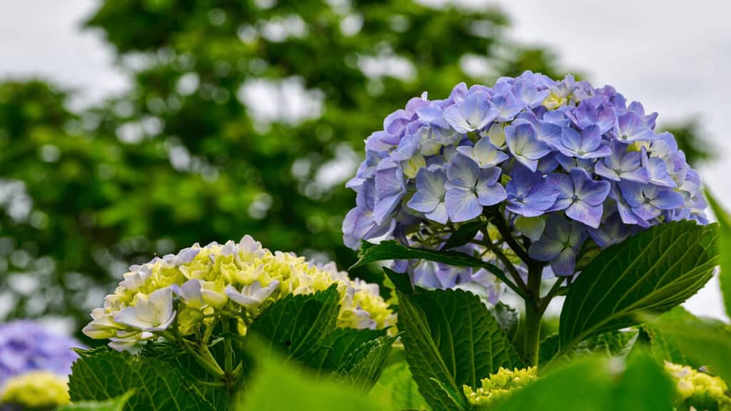 companion planting hydrangeas