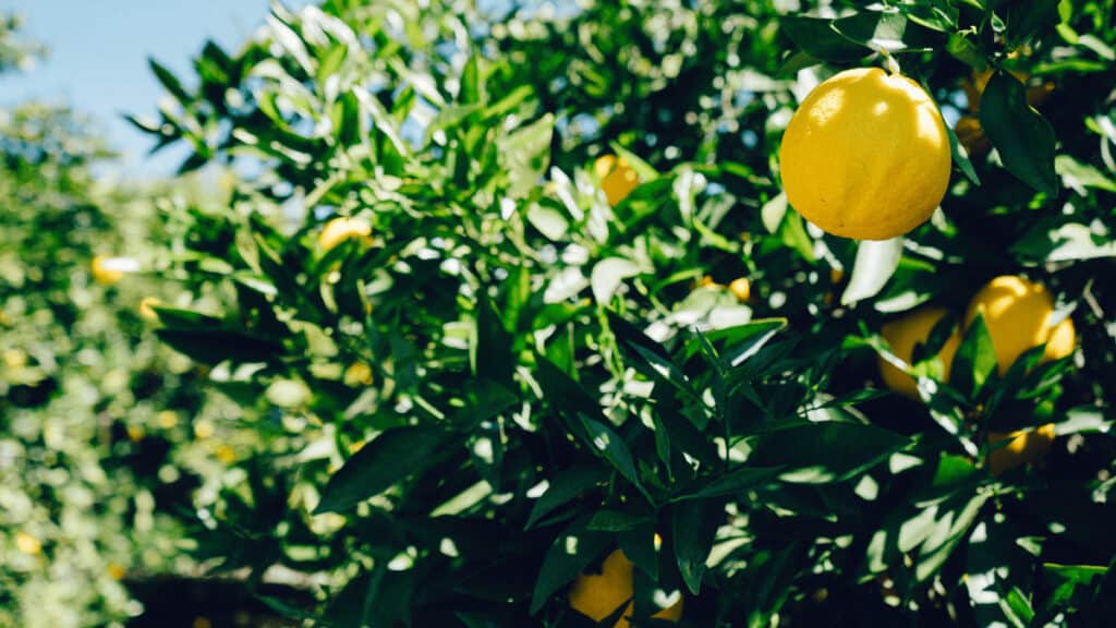 companion planting lemon trees