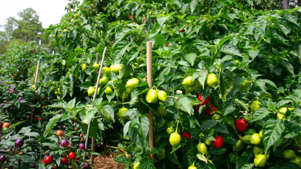 companion planting peppers