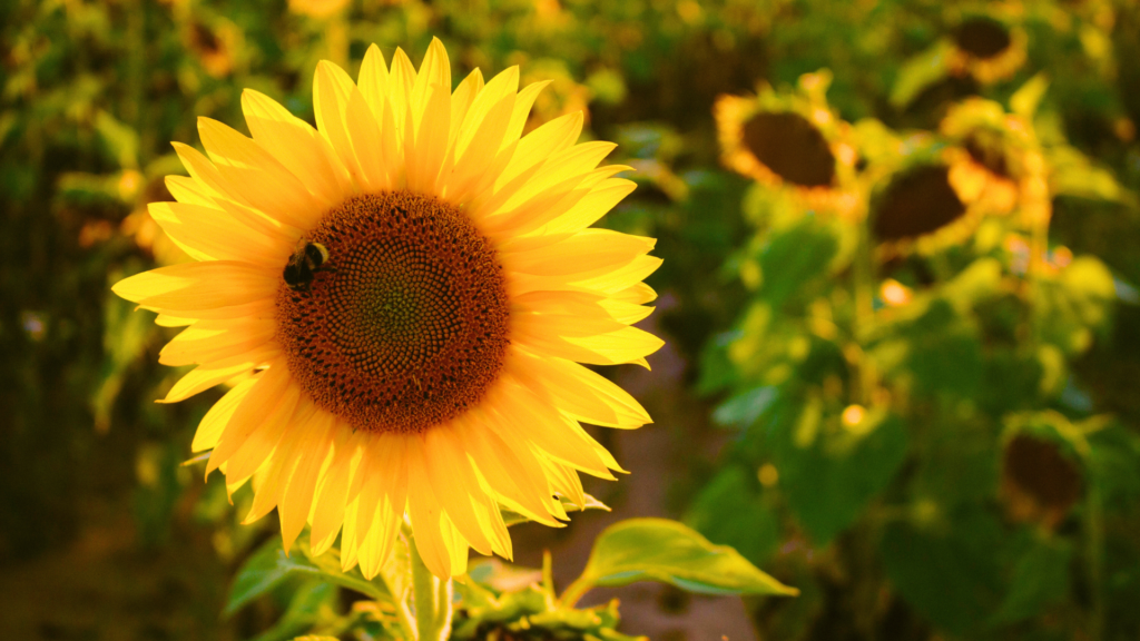 companion planting with flowers