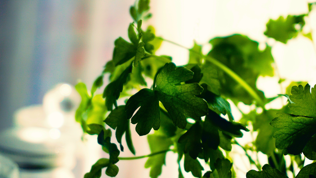 companion planting with herbs