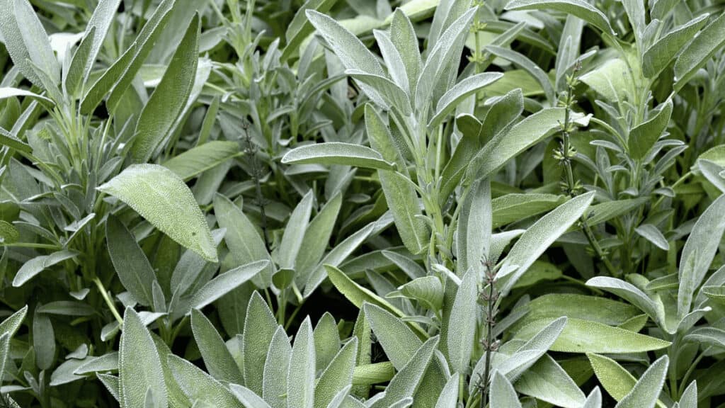 companion planting with sage