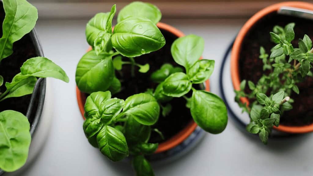 companion plants for basil