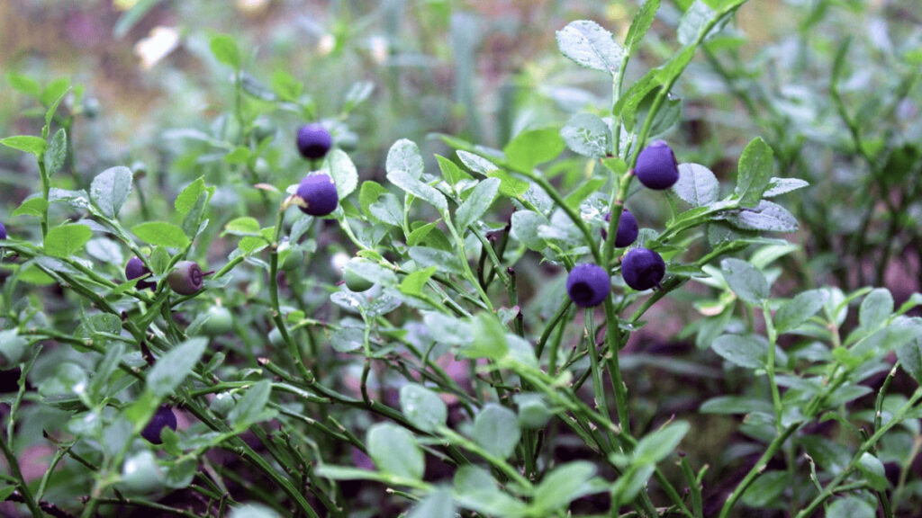companion plants for blueberries