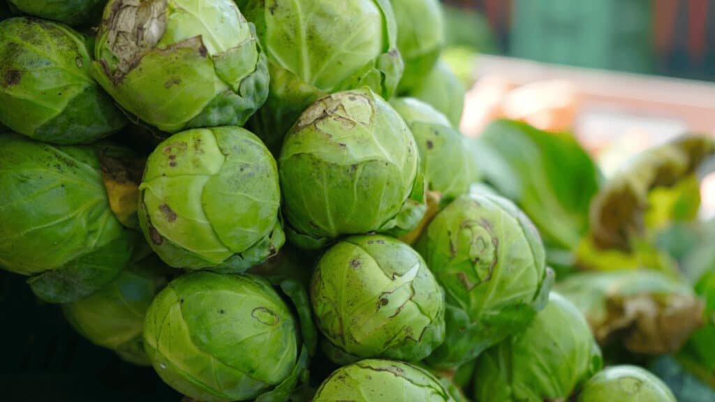 companion plants for brussels sprouts