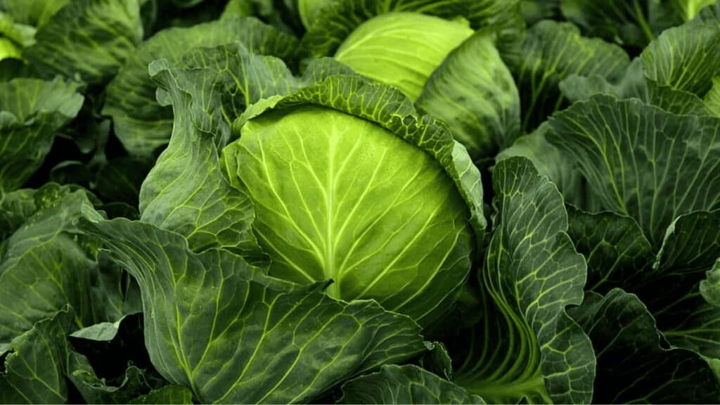 companion plants for cabbage