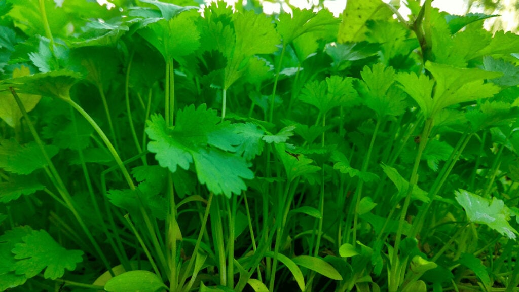 companion plants for cilantro