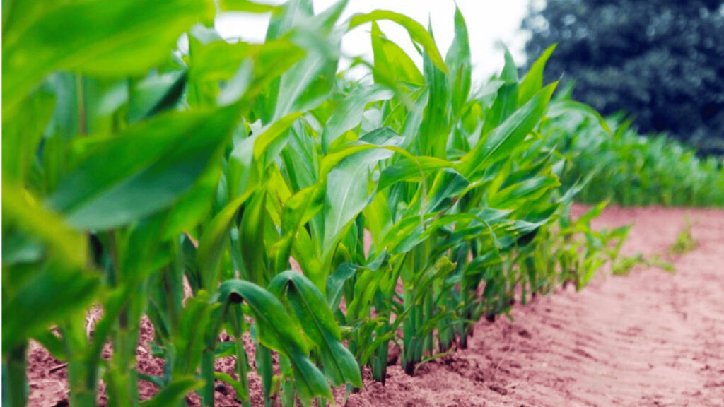 companion plants for corn