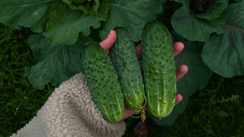 best cucumber companion plants