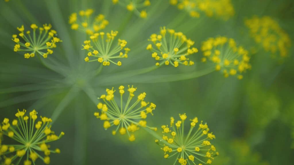 companion plants for dill