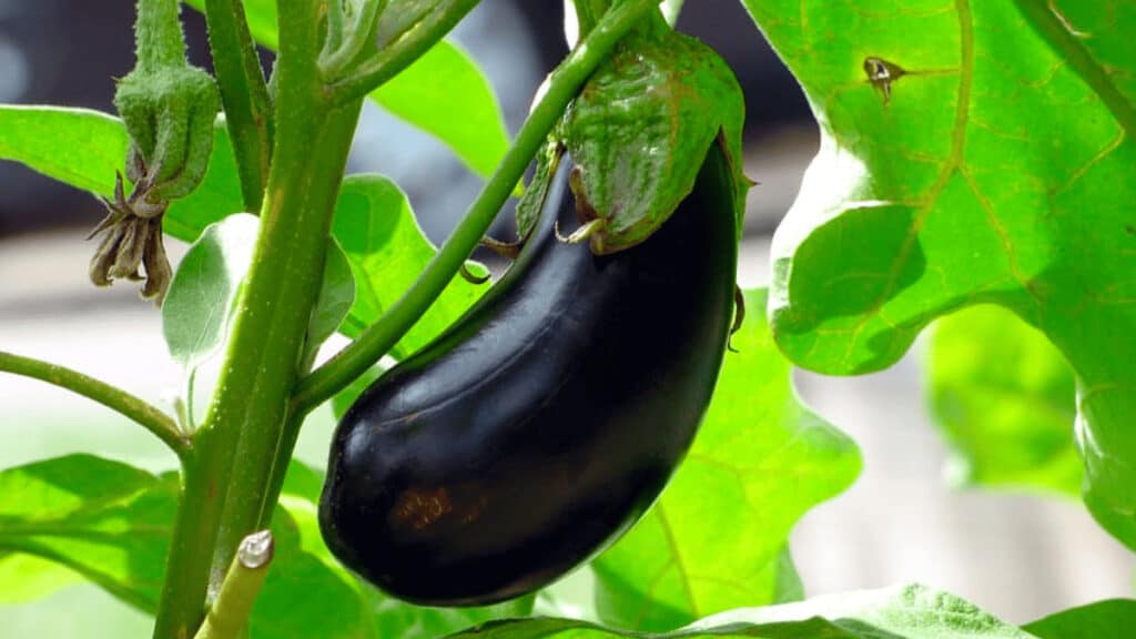 companion plants for eggplant